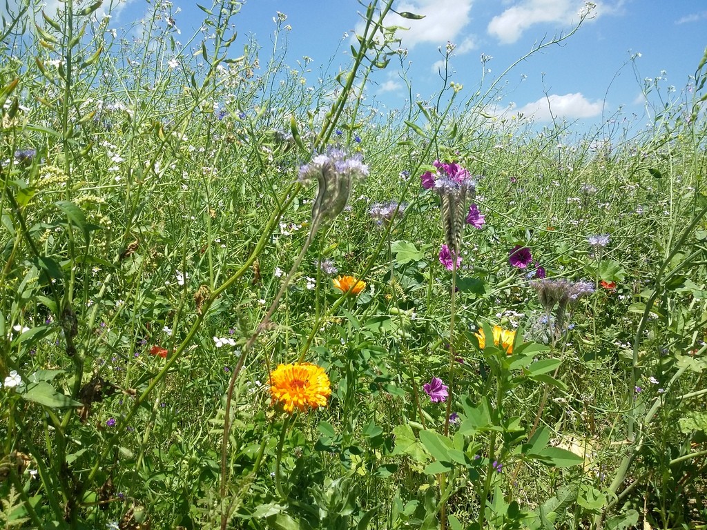 Blumenpflanzen wie Ringelblumen, Stockrosen, die auf dem von dem Arbeitspferd und dem Führer vorbereiteten Feld wachsen.