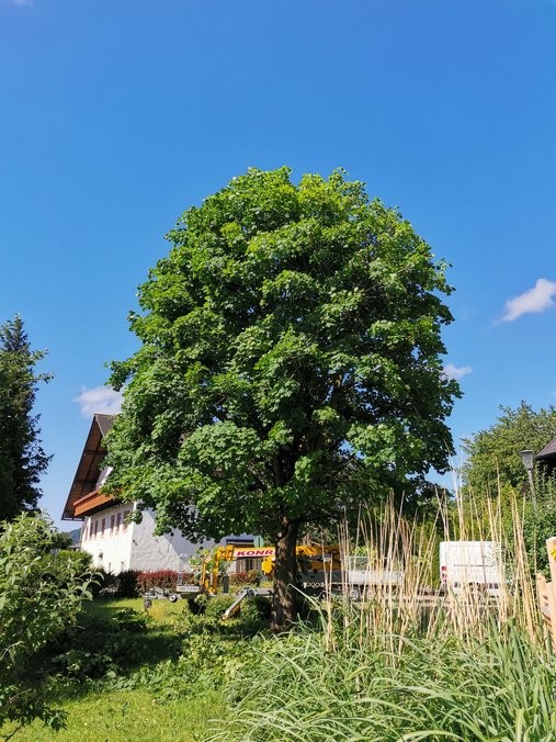 Ein schöner Baum vor einem Haus in einem Garten. Der Baum ist geschnitten und hat eine schöne Form.