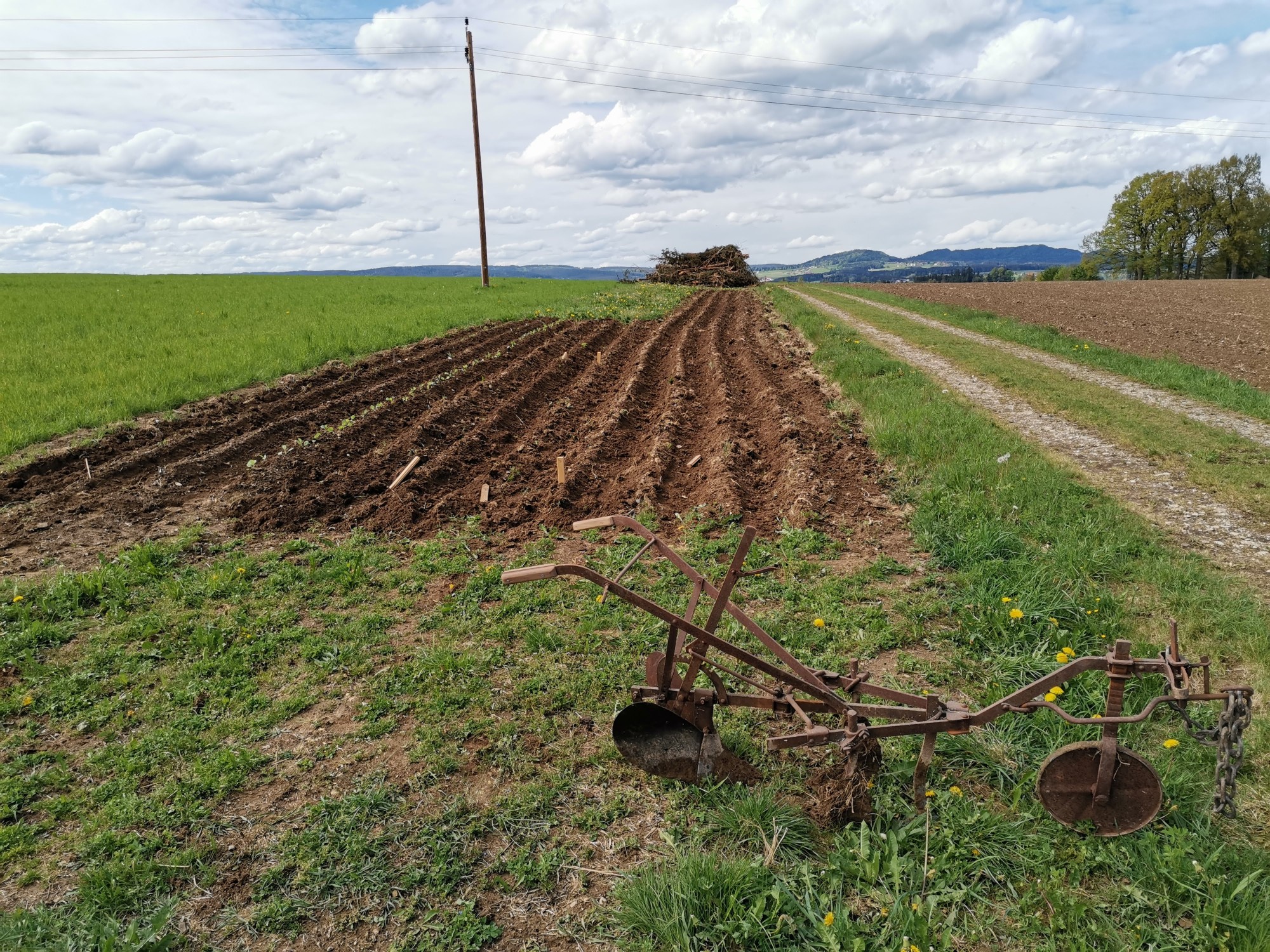 Community gardening work