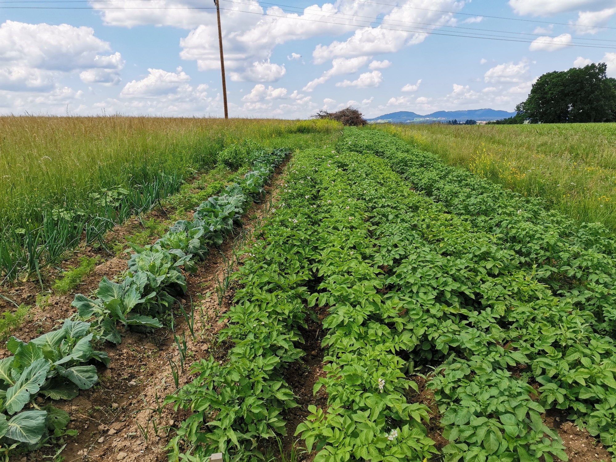Freshly harvested vegetables