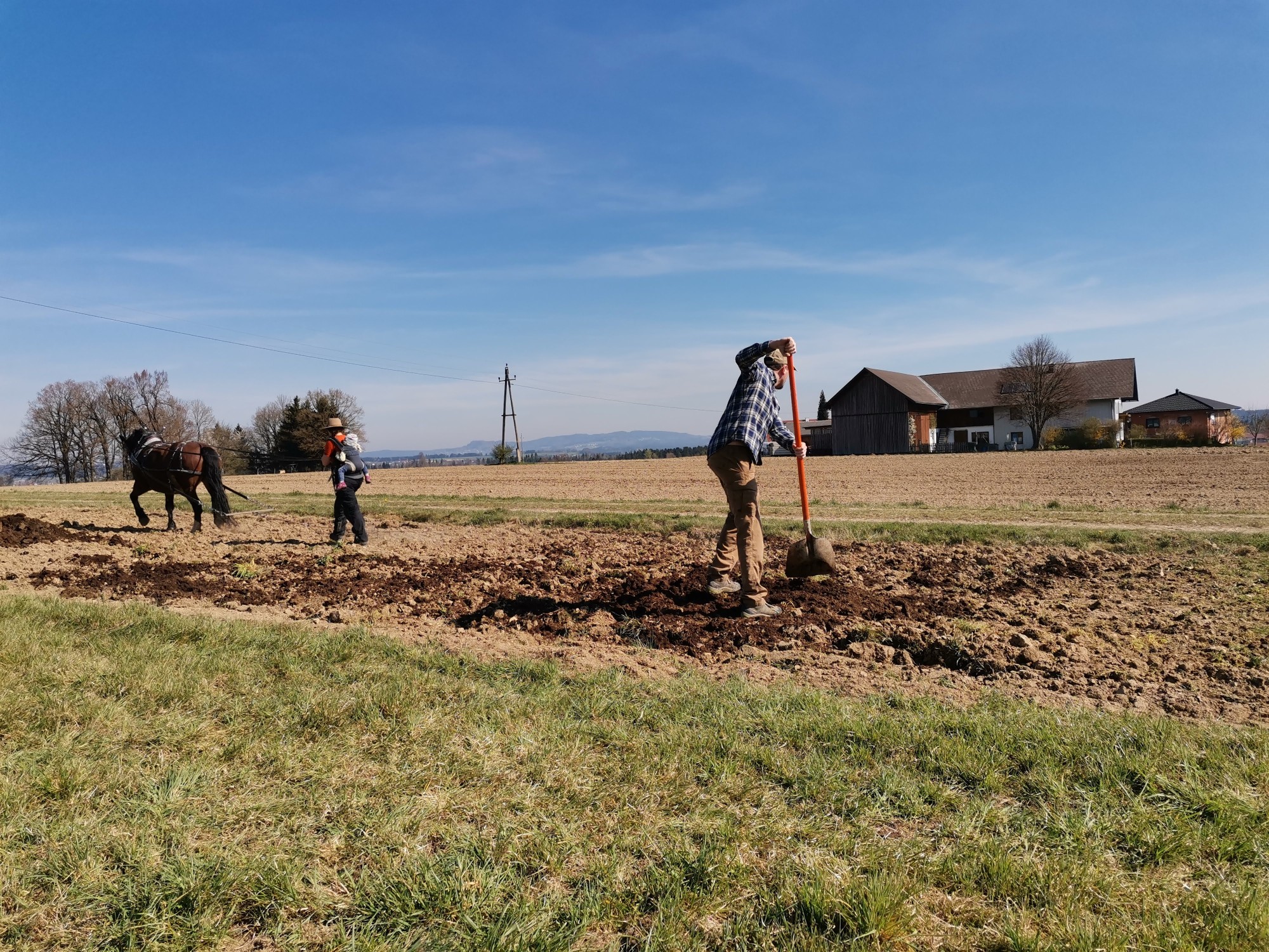 Harvesting potatoes with family